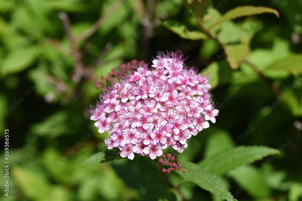 Japanese spirea (Spiraea japonica) flowers Japanese spirea (Spiraea japonica) flowers
