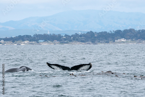 Humpback whales in California, USA © Michael