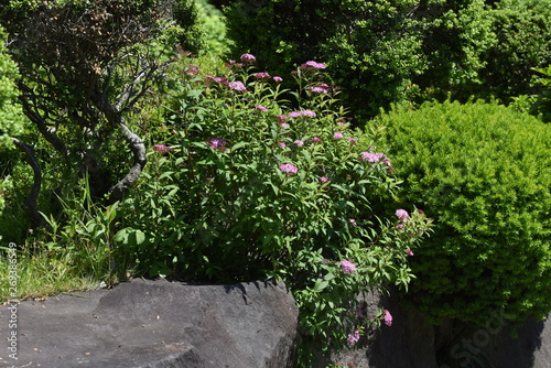 Japanese spirea (Spiraea japonica) flowers