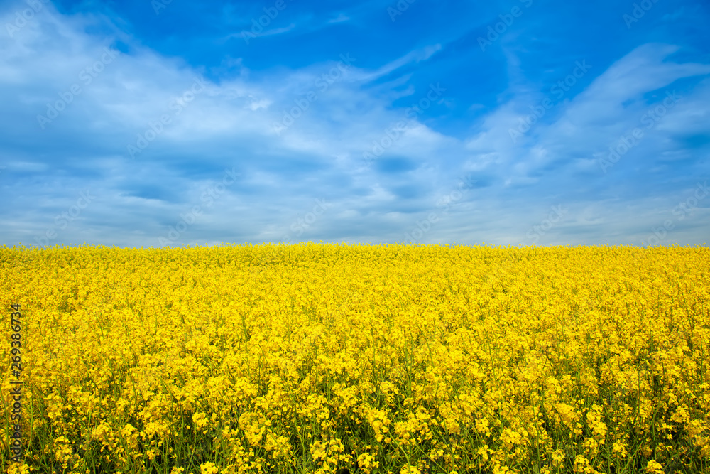 Rapeseed yellow field in sunny day