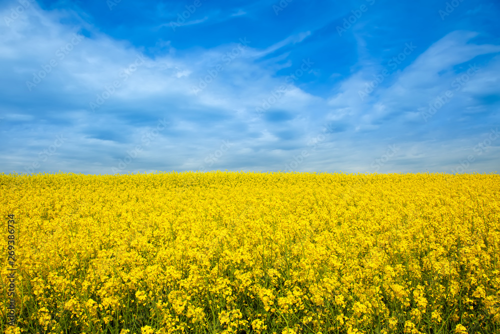 Rapeseed yellow field in sunny day Rapeseed yellow field in sunny day