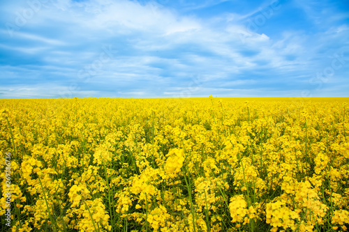 Rapeseed yellow field in sunny day