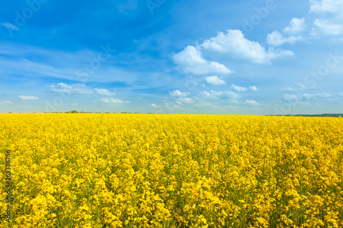 Rapeseed yellow field in sunny day