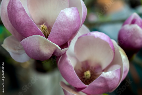 Magnolia blooms in spring. Spring nature. Beautiful flowers © Екатерина Мирошничен
