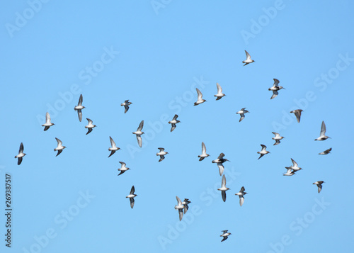 Flock of shorebirds in flight © Carol Hamilton