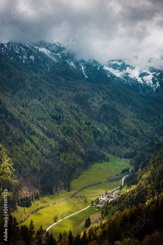 Flowers in Logar Valley between snowy mountains forest in Spring vacation tourist, Logarska dolina, Slovenia 