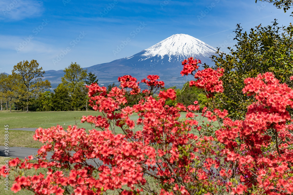 富士山と真っ赤なつつじ