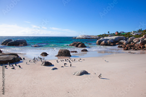Fototapeta Naklejka Na Ścianę i Meble -  African Penguins, Cape Town, South Africa