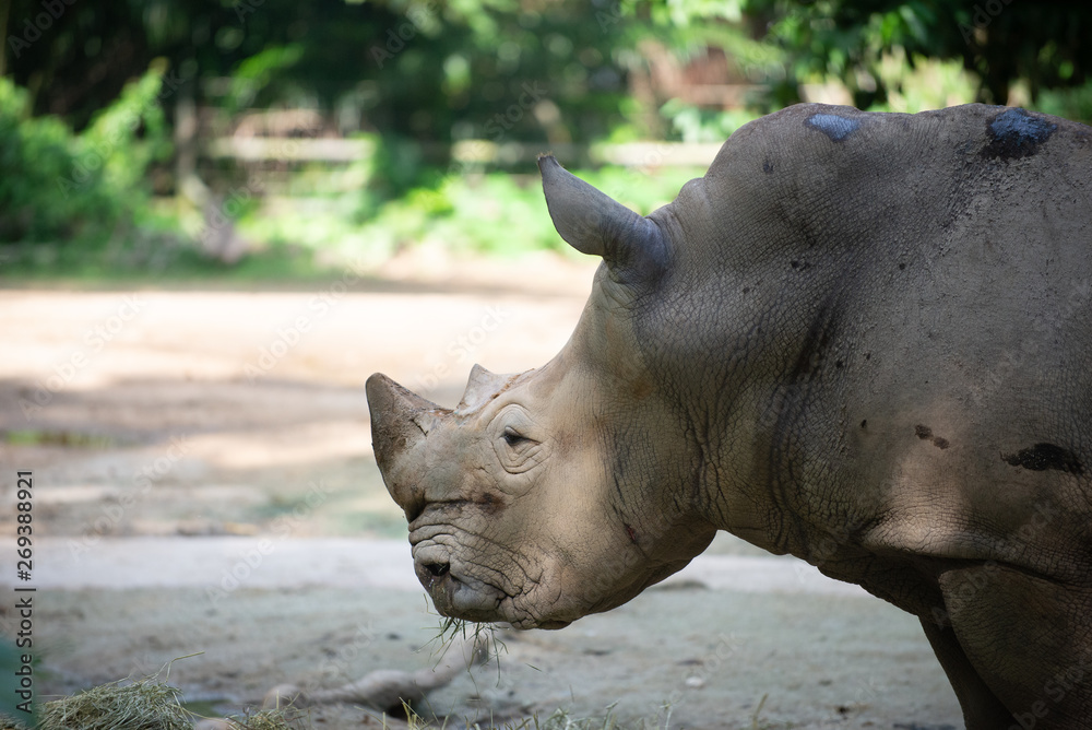Side view of a White Rhinoceros eating hay Side view of a White Rhinoceros eating hay