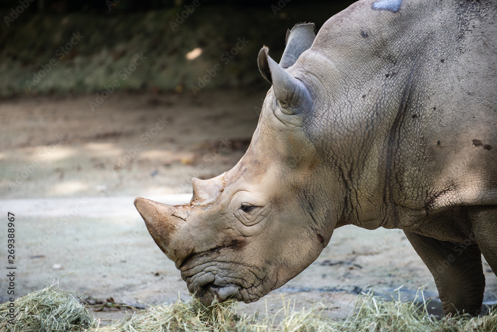 Side view of a White Rhinoceros eating hay Side view of a White Rhinoceros eating hay