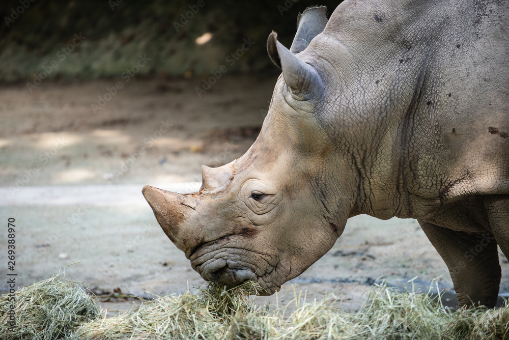 Side view of a White Rhinoceros eating hay Side view of a White Rhinoceros eating hay