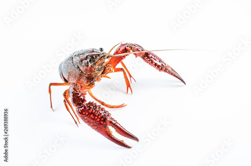 a live crayfish on a white background