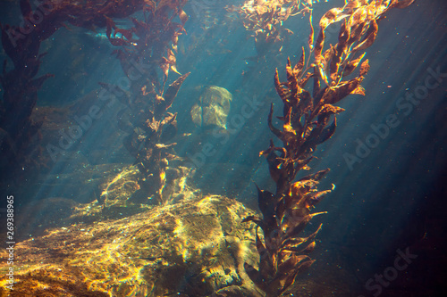 underwater nature with algae and sun rays 