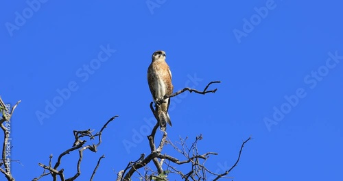 Nankeen Kestrel, Falco cenchroides, perched in tree 4K photo