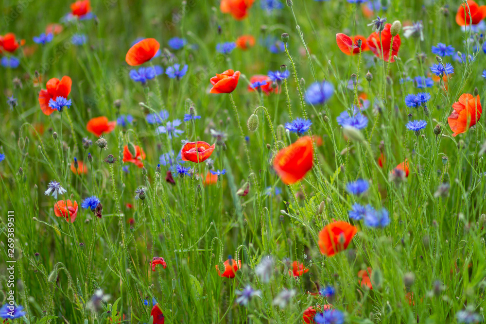Poppies Poppies
