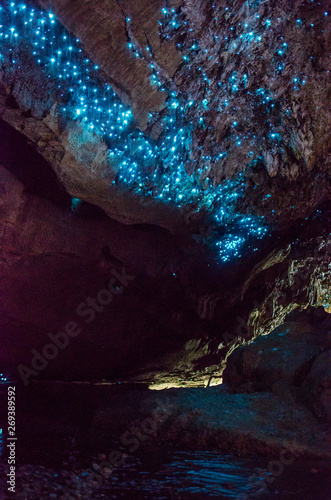 Bioluminiscent Glow Worms shining in Waipu Caves, Northland, North Island, New Zealand photo