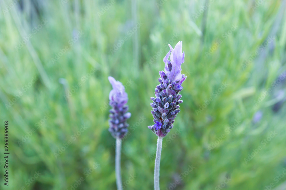 Detail of purple lavender flower Detail of purple lavender flower