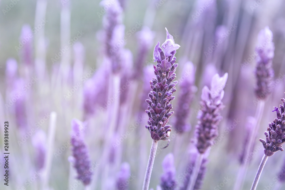 Naklejka premium Detail of purple lavender flower