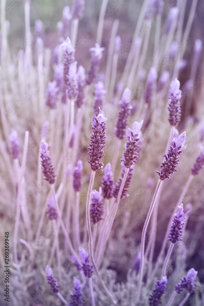 Detail of purple lavender flower Detail of purple lavender flower