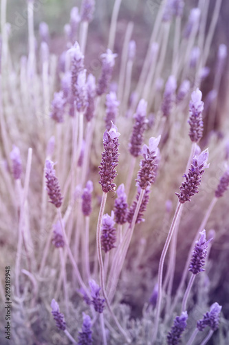 Detail of purple lavender flower © Azahara MarcosDeLeon