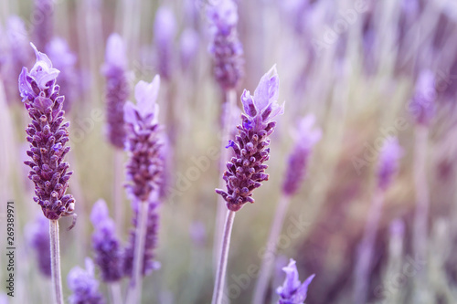 Detail of lavender purple flowers