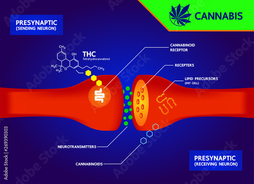 How your brain makes its own cannabinoids and affects the human brain.