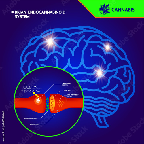 How your brain makes its own cannabinoids and affects the human brain.