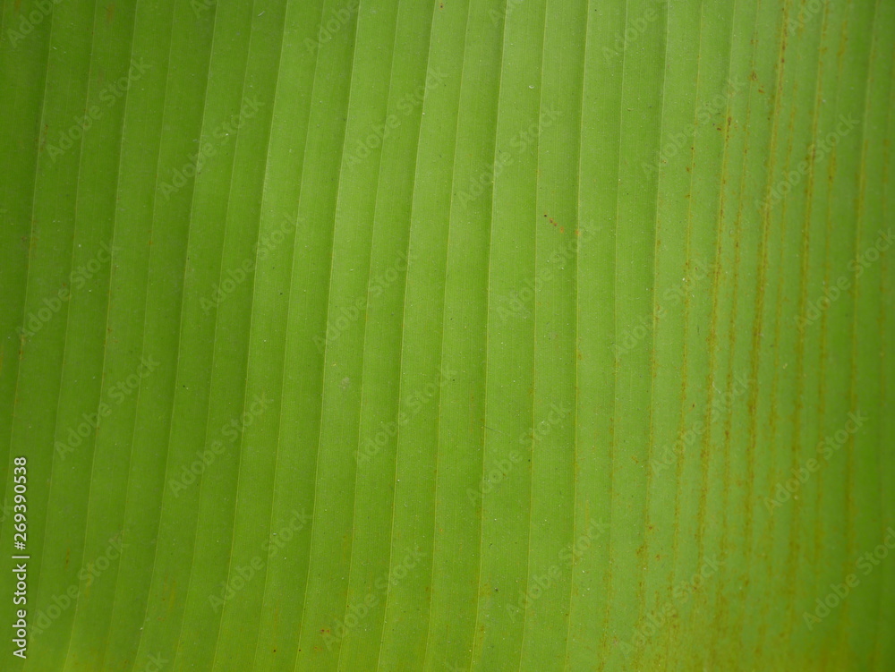 banana leaf texture background banana leaf texture background