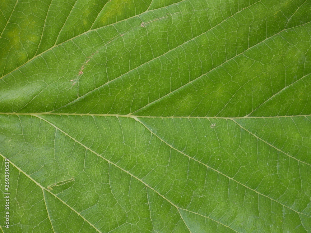 texture of green leaf texture of green leaf