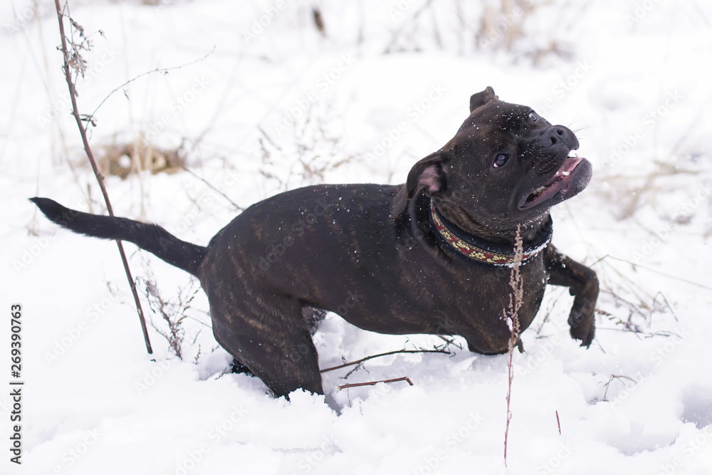 Young active brindle Staffordshire Bull Terrier dog running outdoors in a snow in winter Young active brindle Staffordshire Bull Terrier dog running outdoors in a snow in winter