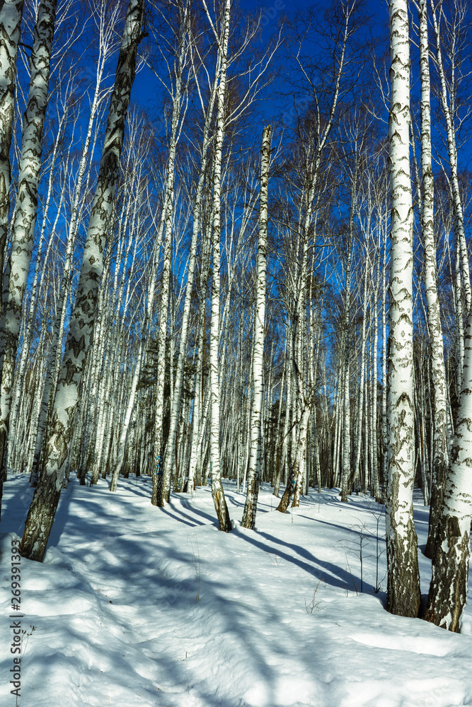 Naklejka premium Sunny Day in Winter Birch Trees Forest