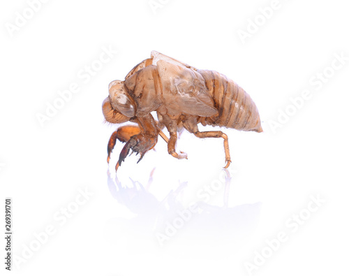 cicada isolated on white background photo