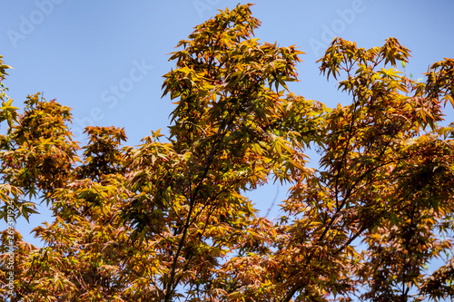 Japanese maple Acer Palmatum with young leaves of orange and red against blue sky. Selective focus. Clear sunny day.