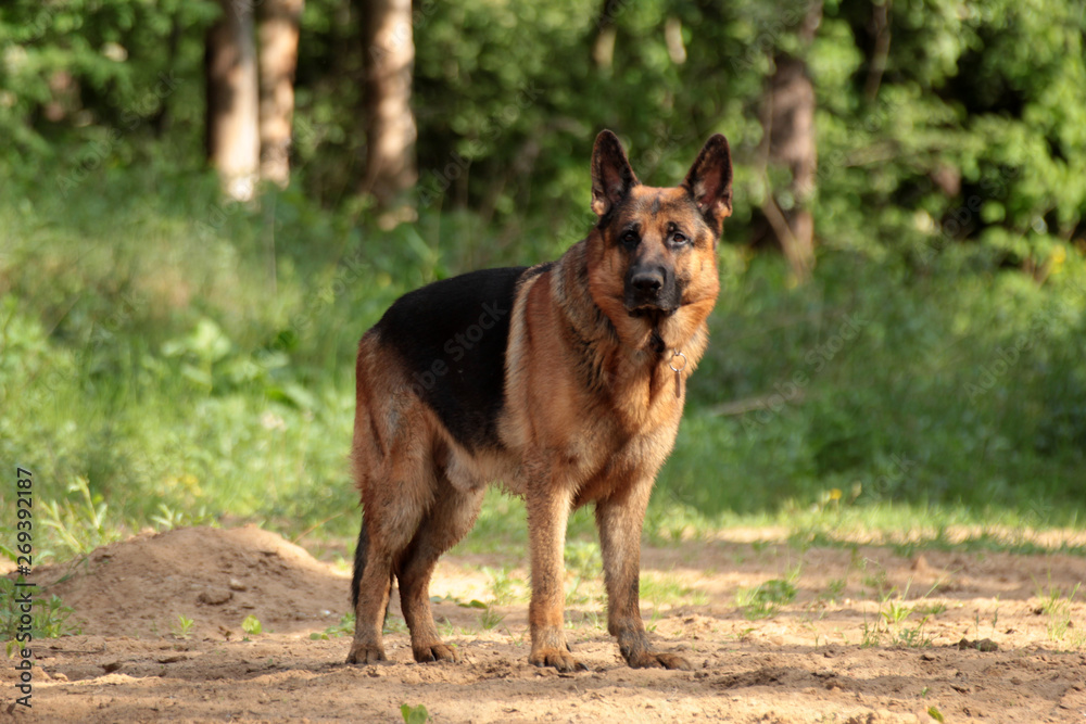 dog in a beautiful summer forest