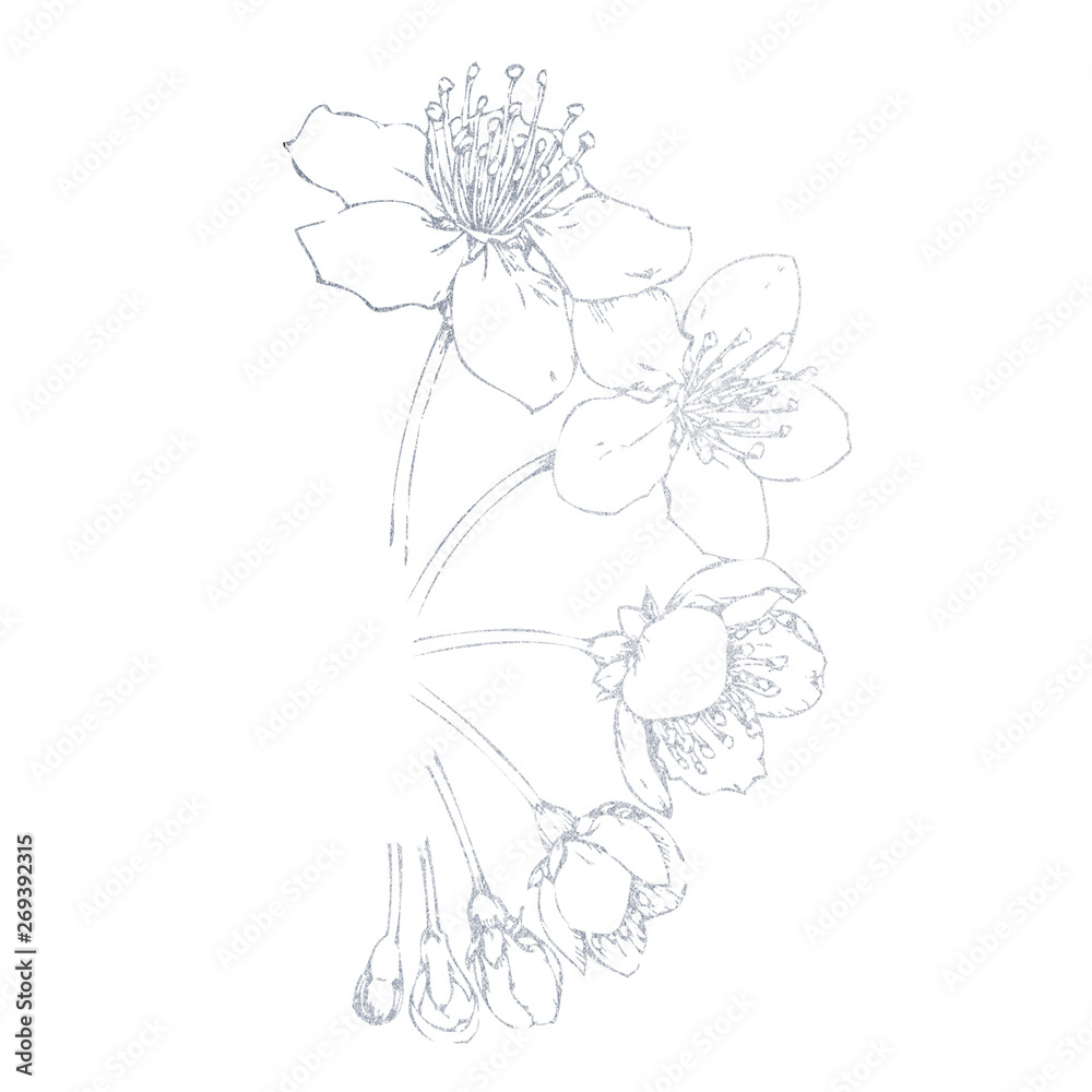 Sakura hand-drawn silver. Illustration of a flower on a white background.