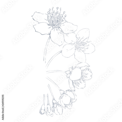 Sakura hand-drawn silver. Illustration of a flower on a white background.