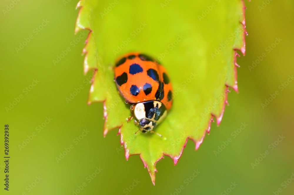 ladybug on green leaf ladybug on green leaf