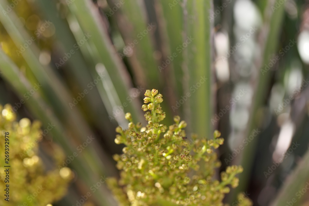 European fan palm flowers Chamaerops humilis,. European fan palm flowers Chamaerops humilis,.