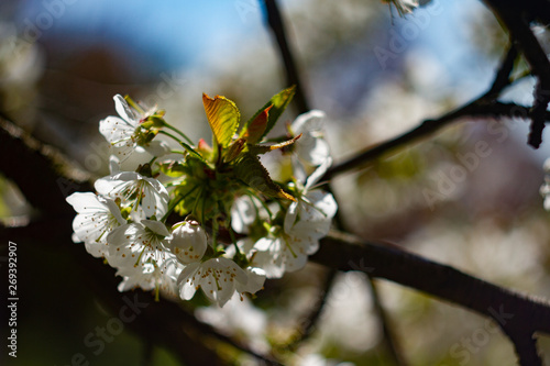 Kirschblüte