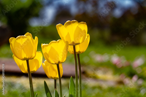 Blüte gelb Tulpe