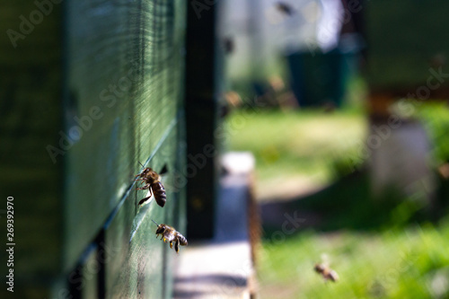 Bienen