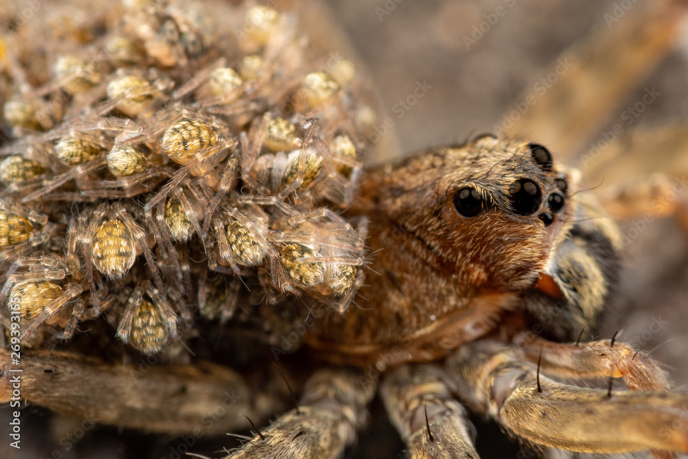 Close up of female wolf spider carrying baby spiderlings on her back Close up of female wolf spider carrying baby spiderlings on her back