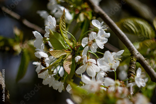 Kirschblüte