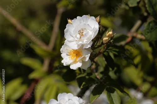 Flowers of a rambling rector rose