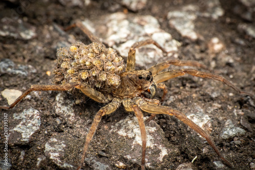 Female wolf spider carrying baby spiderlings on her back