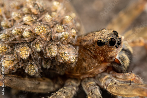 Close up of female wolf spider carrying baby spiderlings on her back