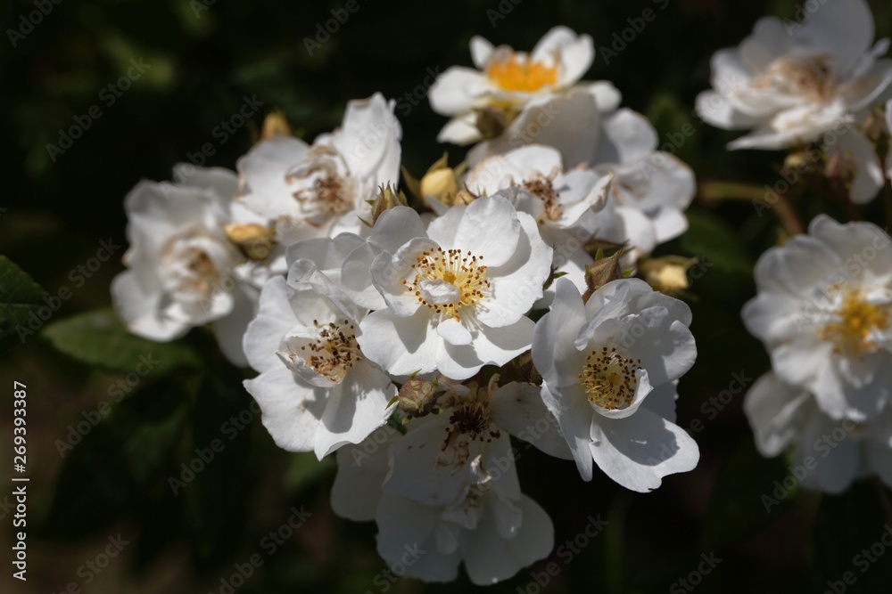 Flowers of a rambling rector rose
