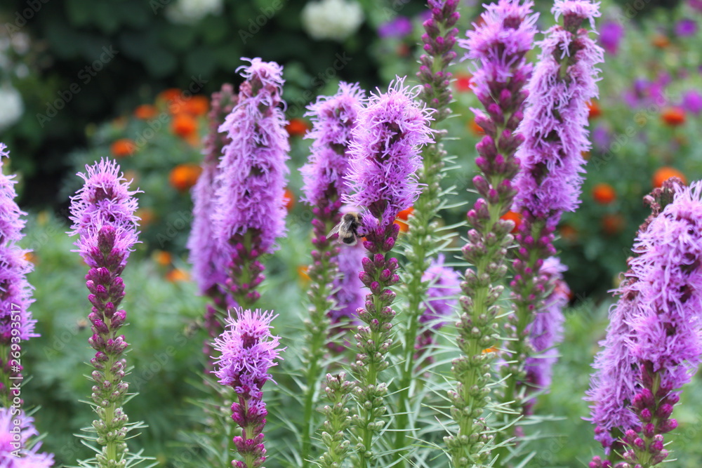 Obraz premium flower pink beauty liatris purple