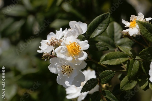 Flowers of a rambling rector rose