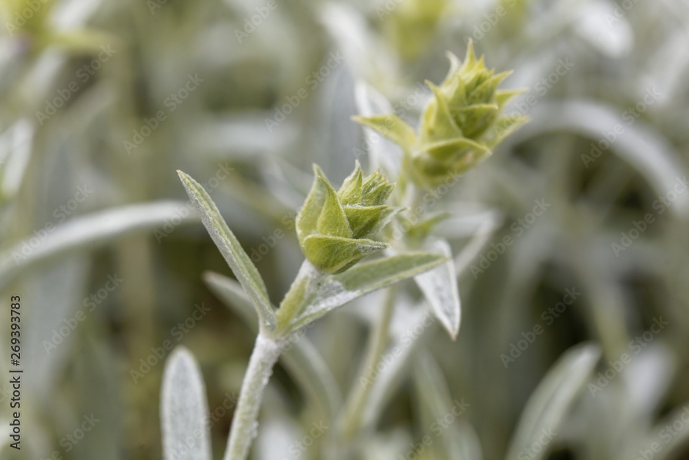 Blossom of an ironwort, Sideritis syriaca. Blossom of an ironwort, Sideritis syriaca.